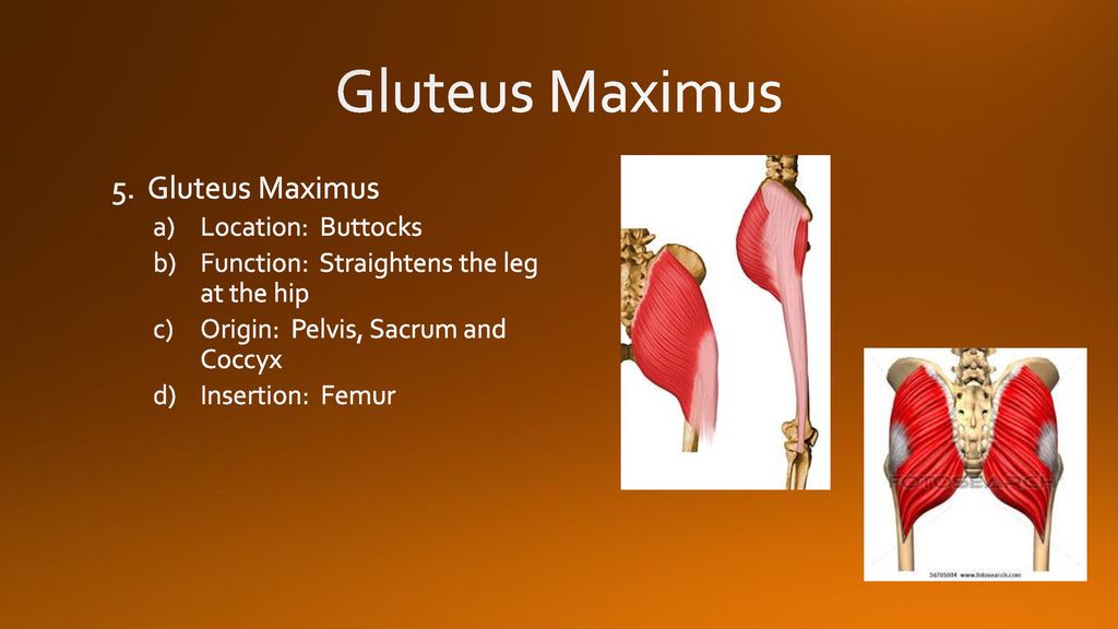 Skeletal Muscle: Names, Location, And Function - Ppt Download