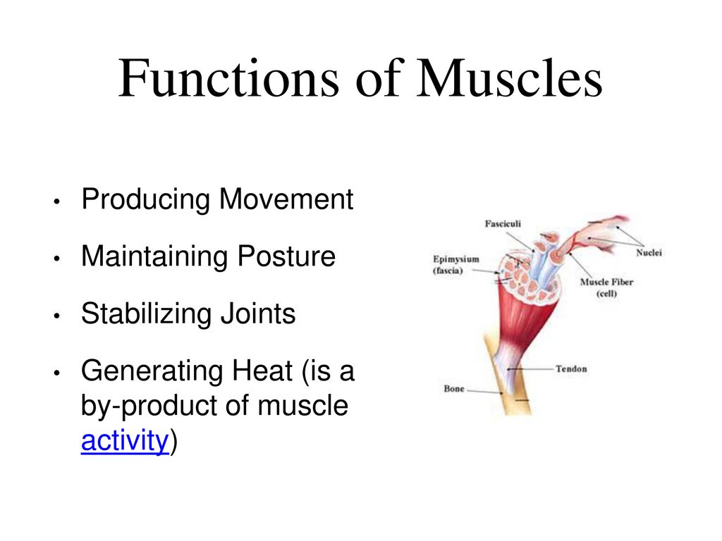 Muscular System Unit Test on Friday ppt download