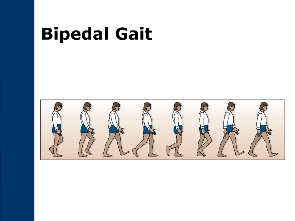 Chapter 6 The First Bipeds. - ppt download