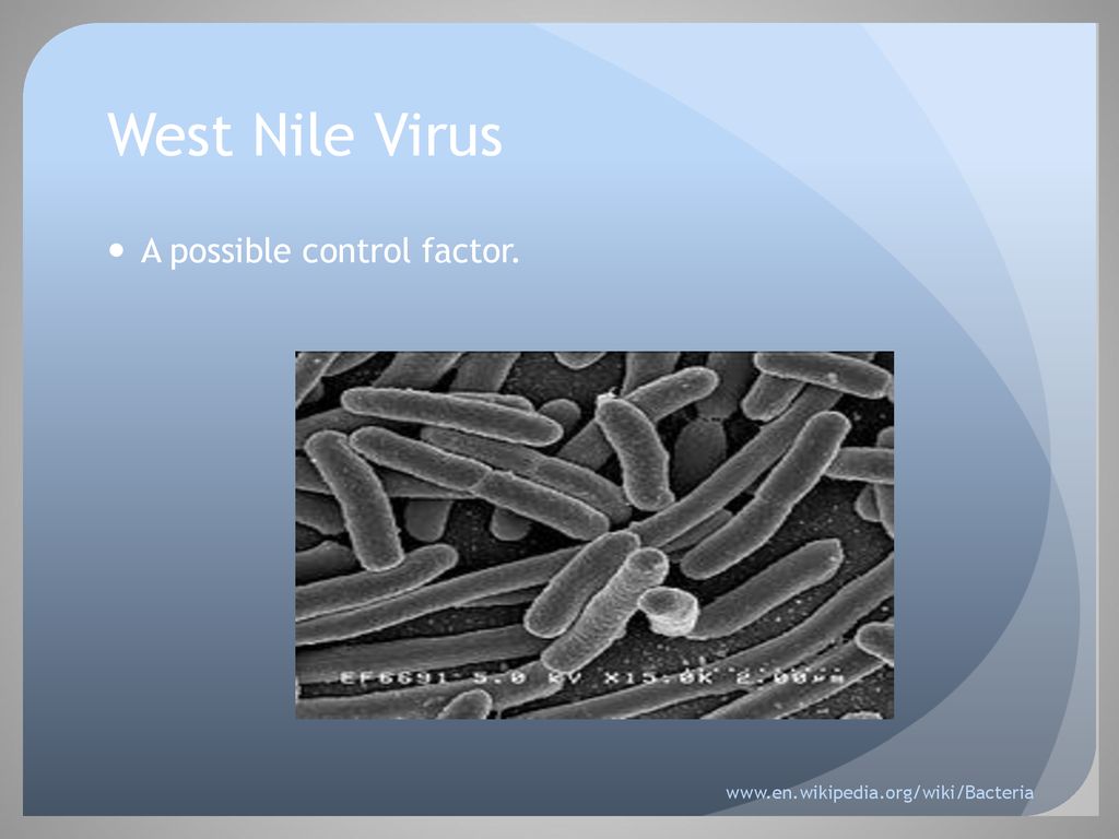 West Nile Virus What you don't know can hurt you - ppt download