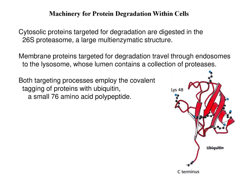 LECT 21 REGULATED PROTEIN TURNOVER Biology Diagrams