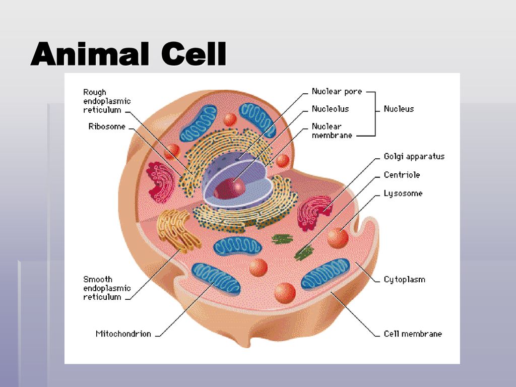 Cells, Cells, Cells! Go back to your foldable, check if what you wrote ...