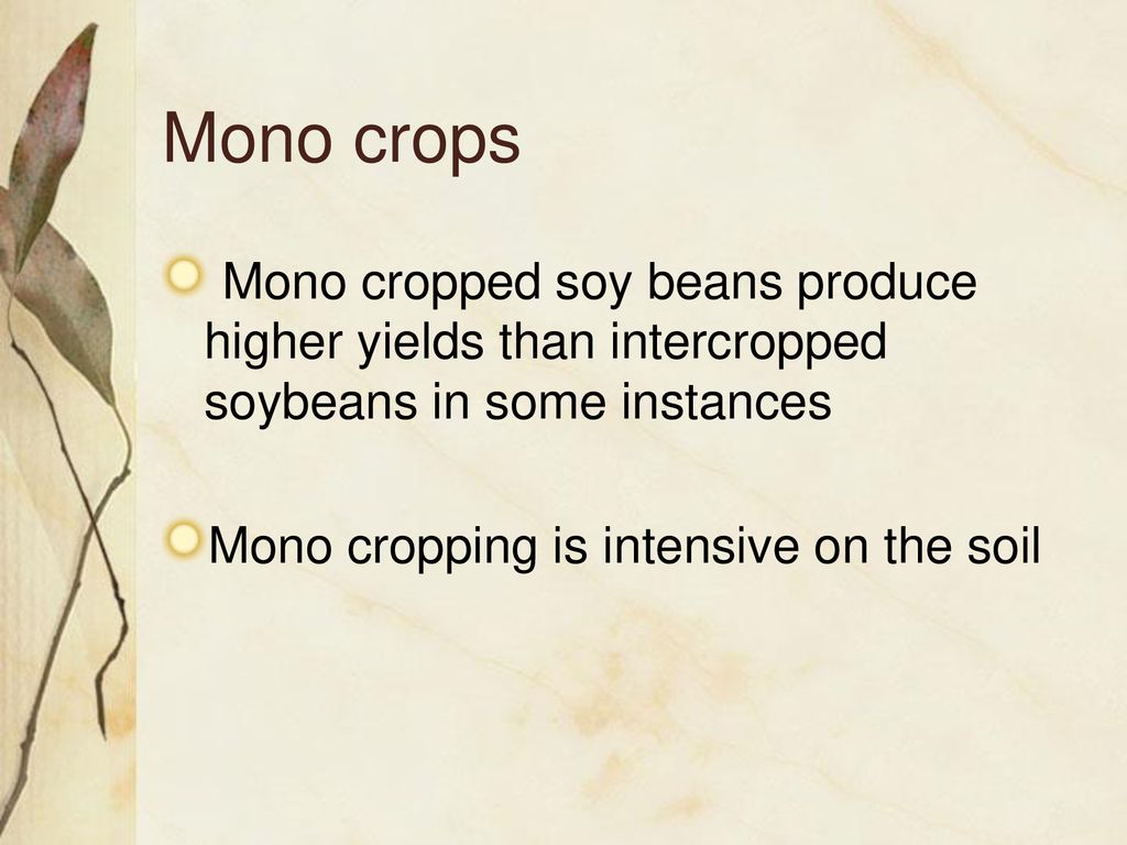 Mono crops Mono cropped soy beans produce higher yields than intercropped soybeans in some instances.