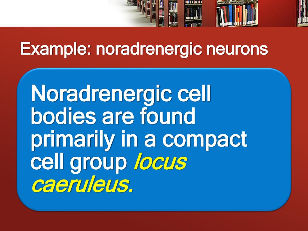 Example: noradrenergic neurons