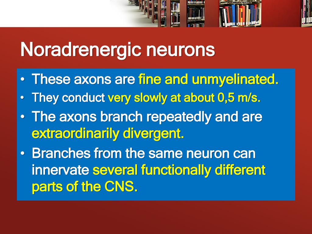 Noradrenergic neurons