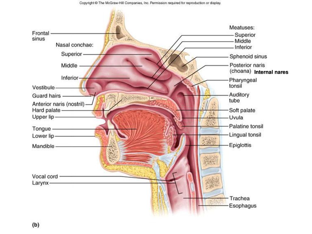 The Respiratory System Ppt Download