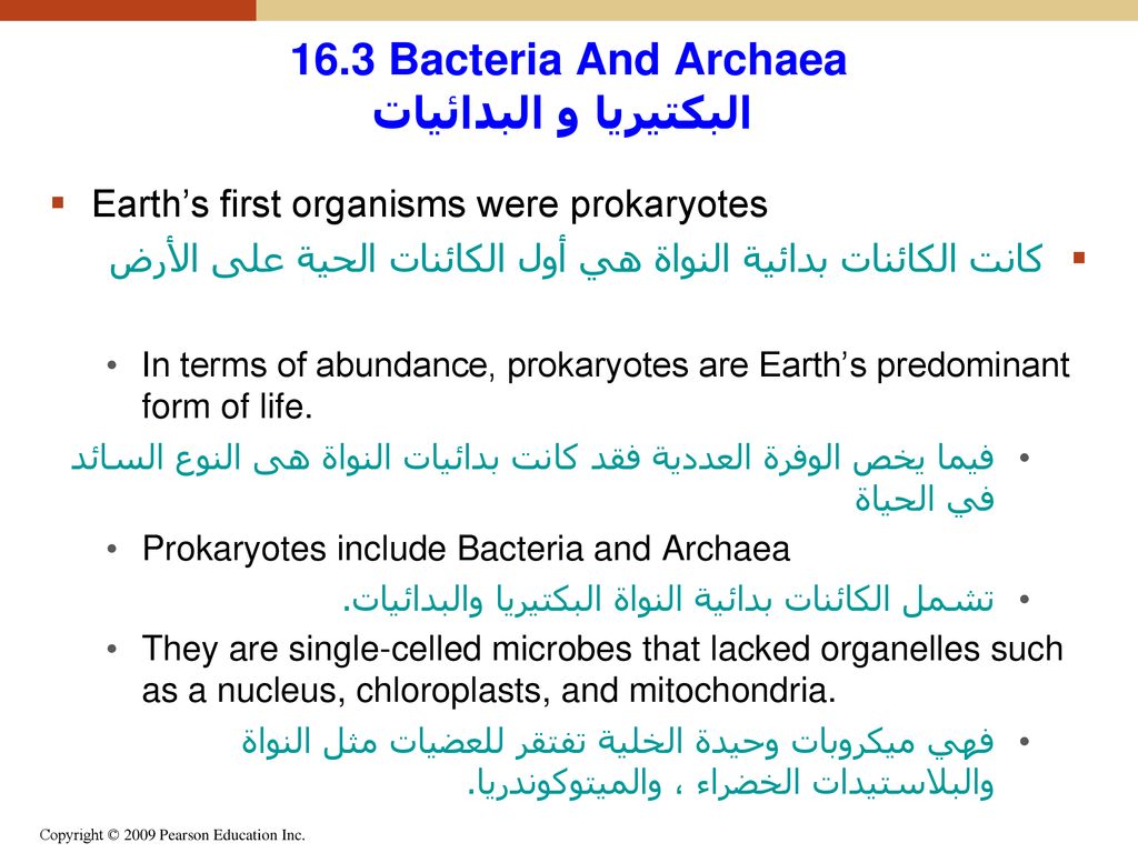 مملكة البكتيريا والبدائيات تتكون من خلية واحدة وليس لها نواة