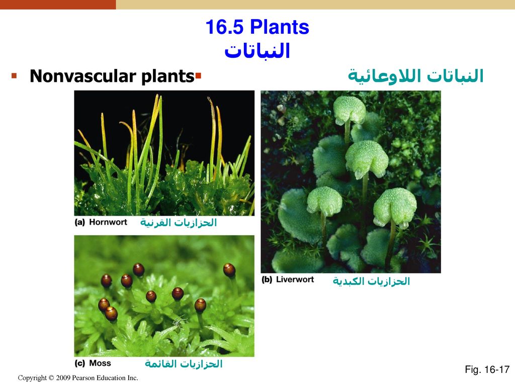 Chapter 16 تنوع الحياة الحياة على الأرض The Diversity Of Life Ppt Download