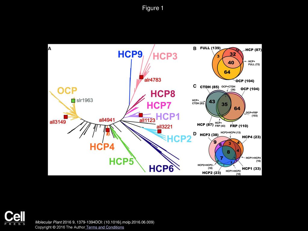 Figure 1 Evolutionary Divergence of HCP Subtypes.