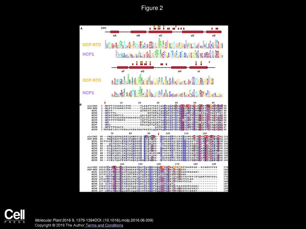 Figure 2 Sequence Conservation among HCP Evolutionary Subtypes.