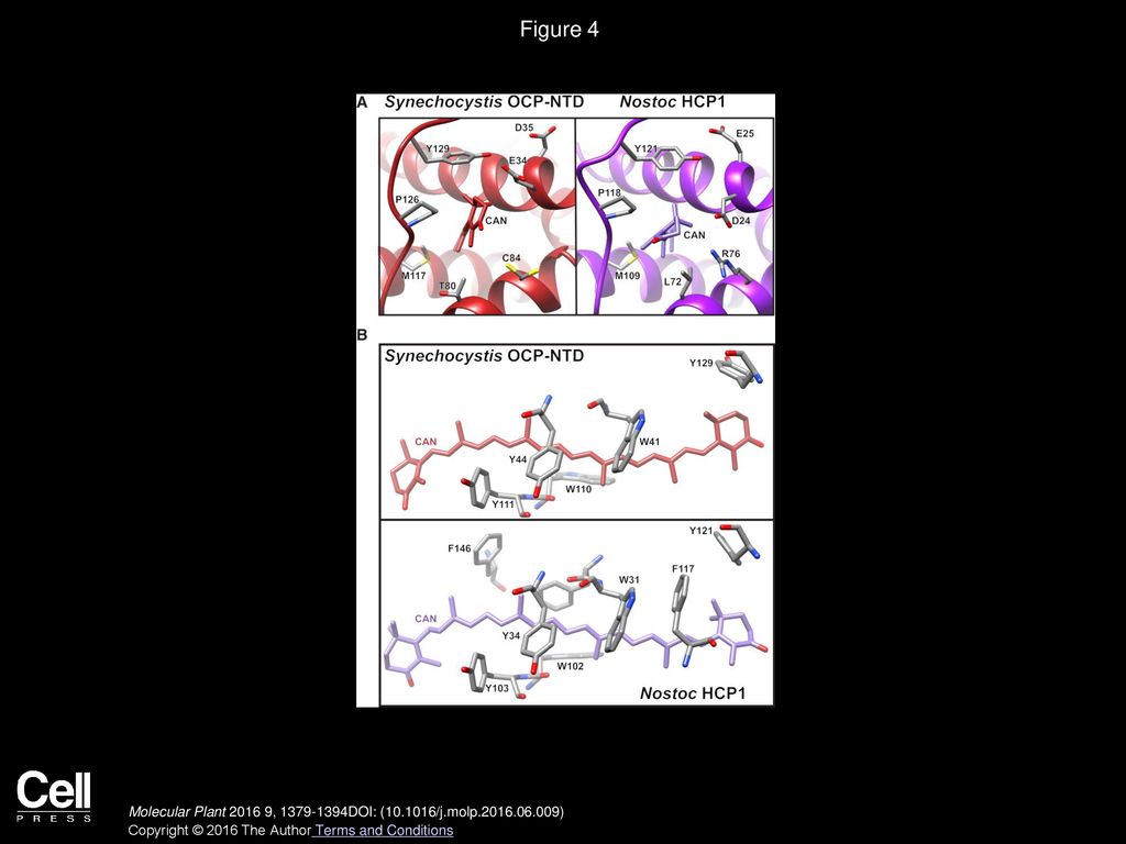 Figure 4 Comparison of Carotenoid-Binding Residues in Synechocystis OCP-NTDCAN and Nostoc HCP1CAN.