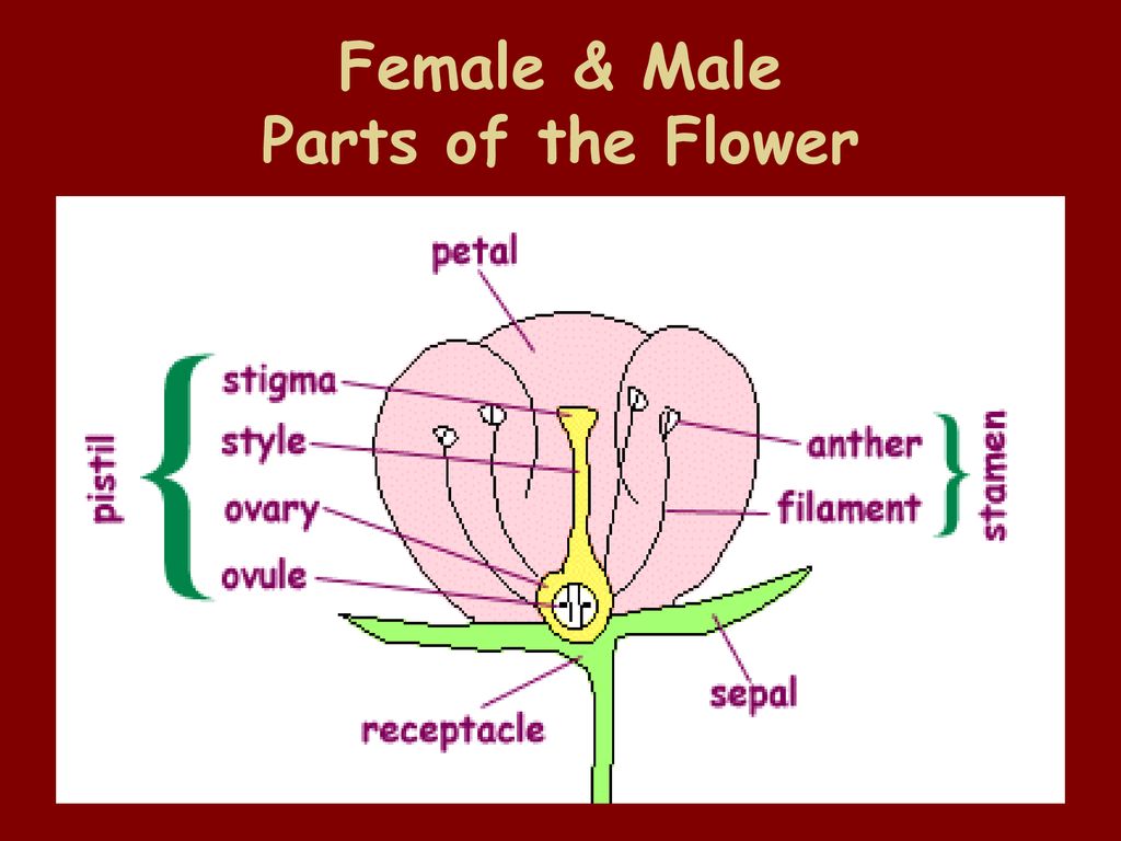 Why do Plants Have Flowers? - ppt download