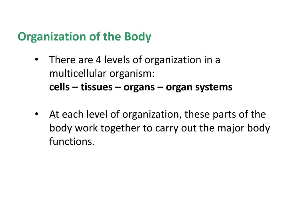 Organization of the Human Body - ppt download