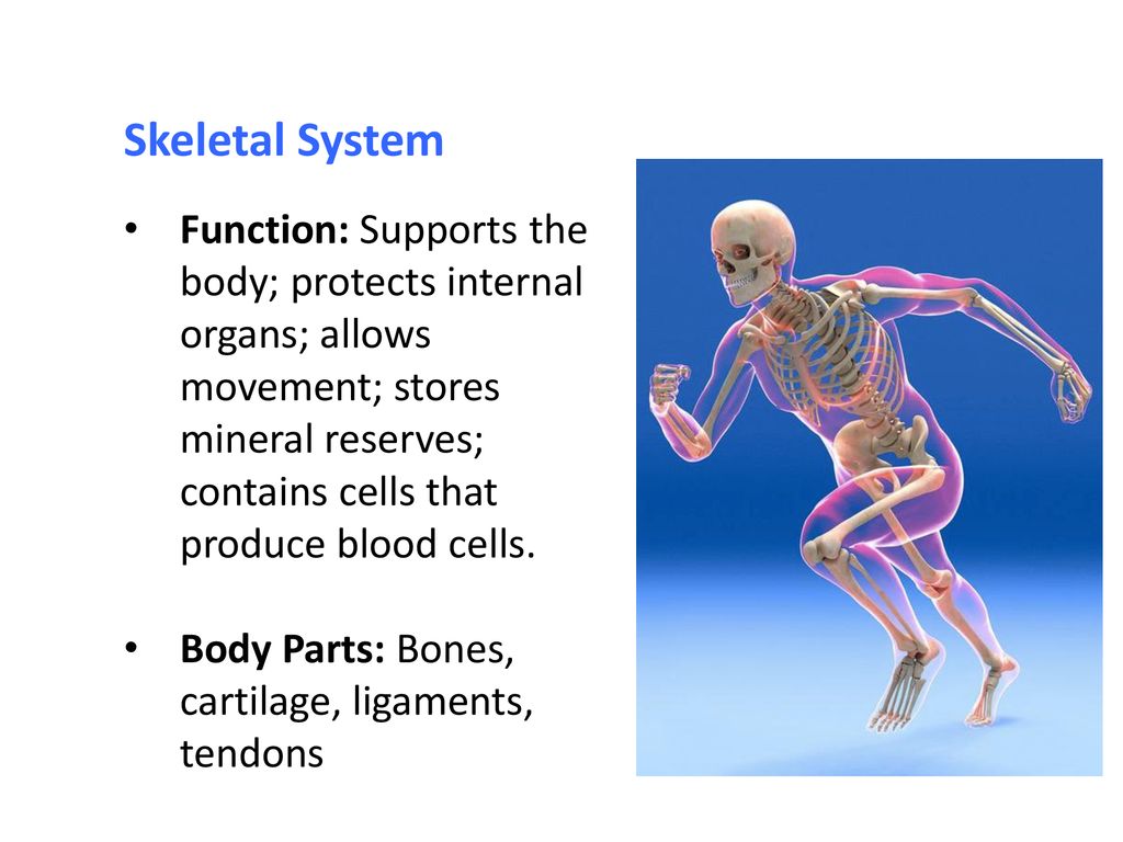 Organization Of The Human Body - Ppt Download