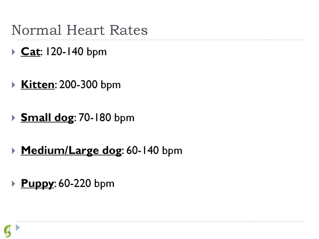 Conducting a Pet Physical Exam - ppt download