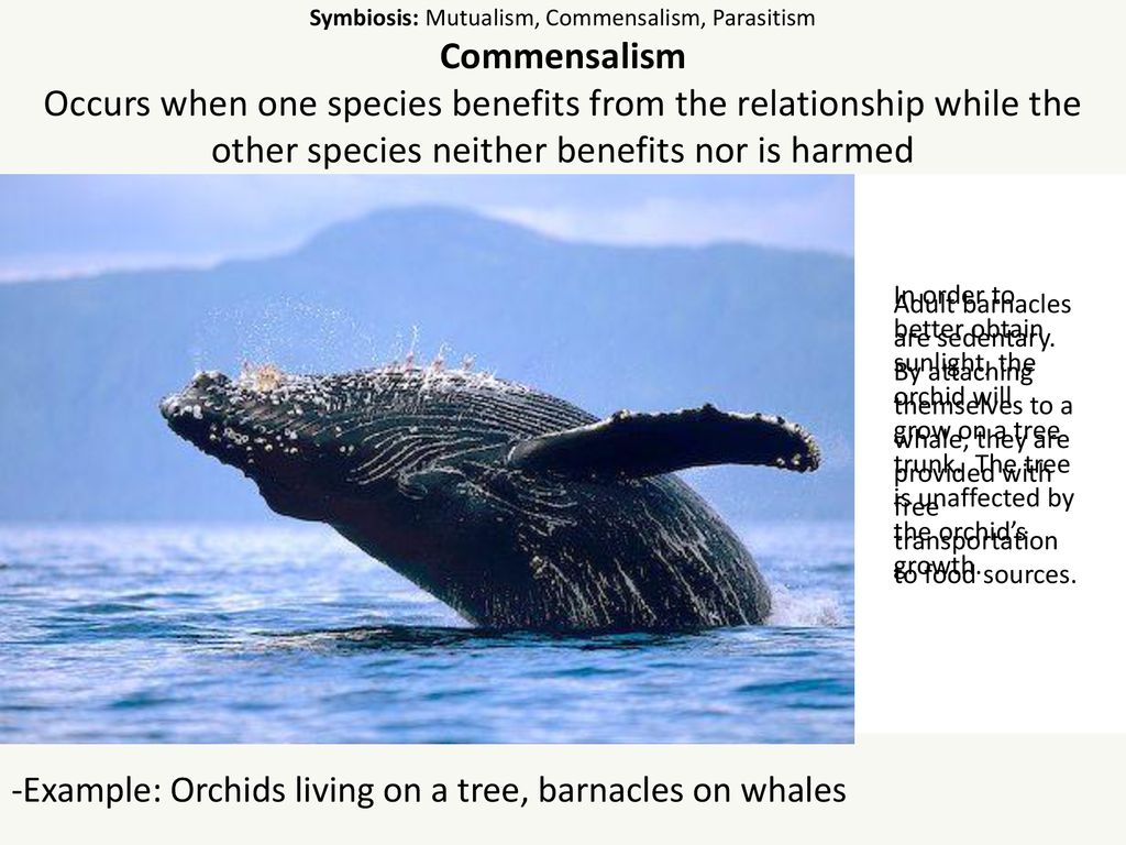 commensalism barnacles and whales