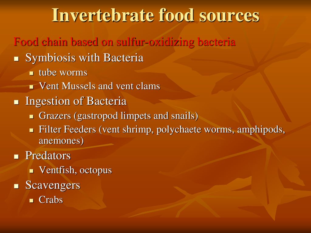 Invertebrate food sources