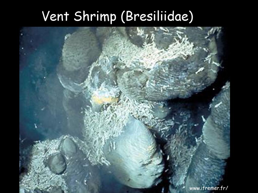 Vent Shrimp (Bresiliidae)
