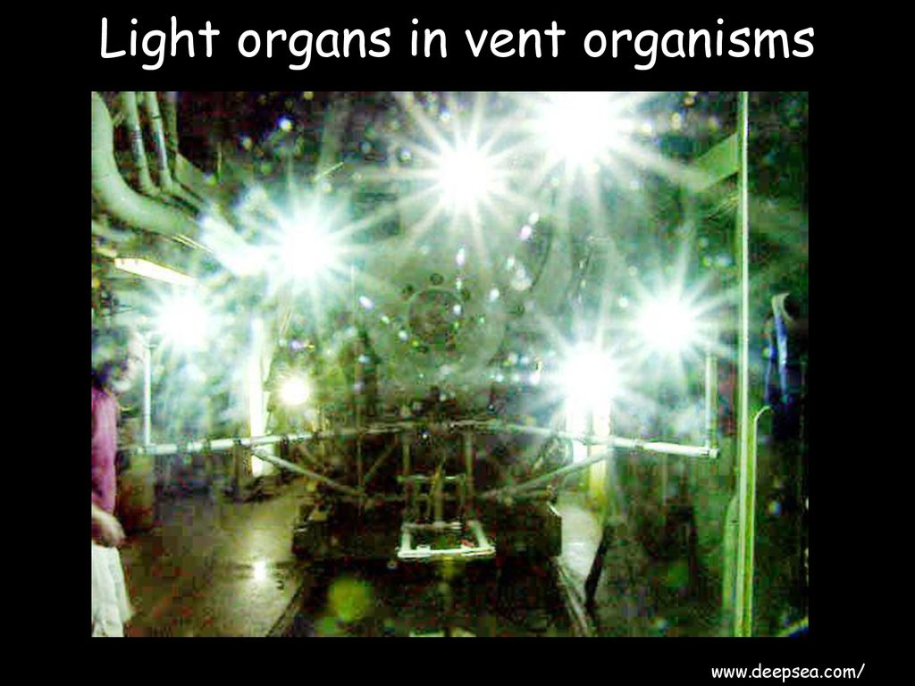 Light organs in vent organisms