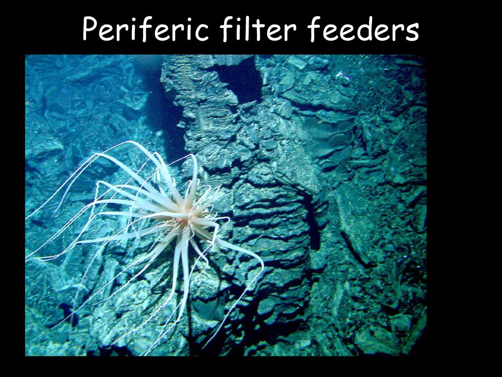Periferic filter feeders