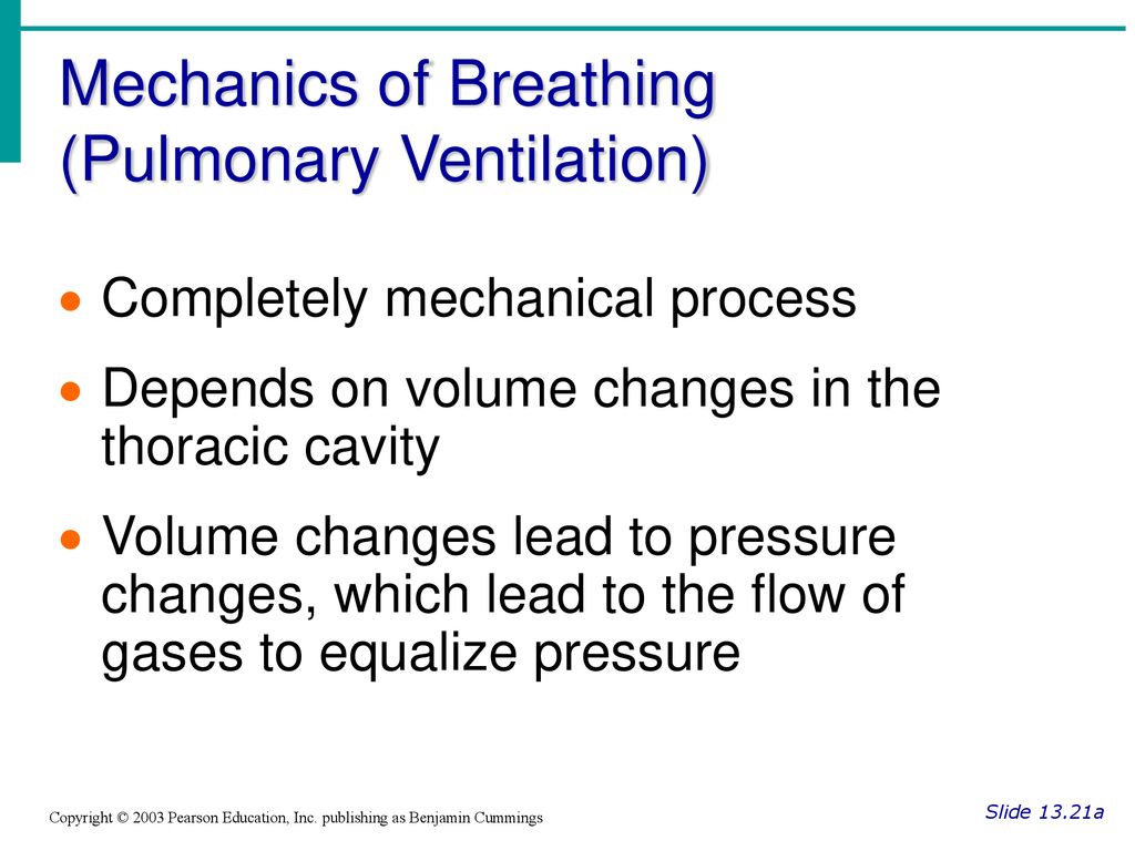 Chapter 13 The Respiratory System - Ppt Download