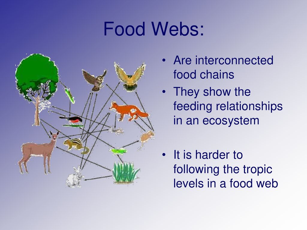 Energy Flow Through an Ecosystem Biology Diagrams
