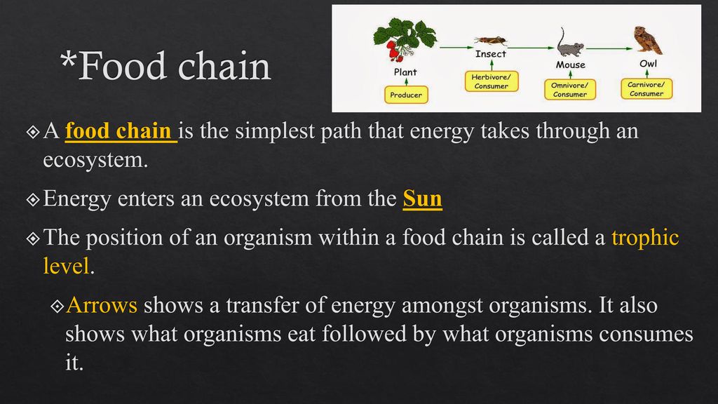 #80 Food Chains, Webs, and Pyramids Biology Diagrams