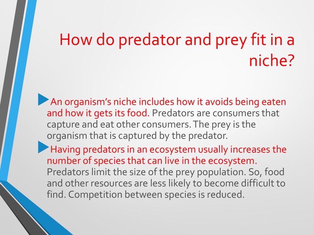 Food Chains Food Webs and Energy Pyramids Biology Diagrams