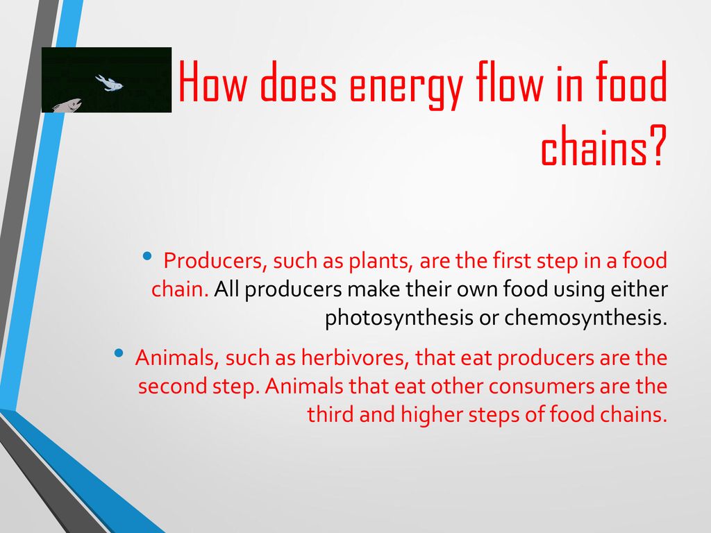 Food Chains, Food Webs and Energy Pyramids Biology Diagrams