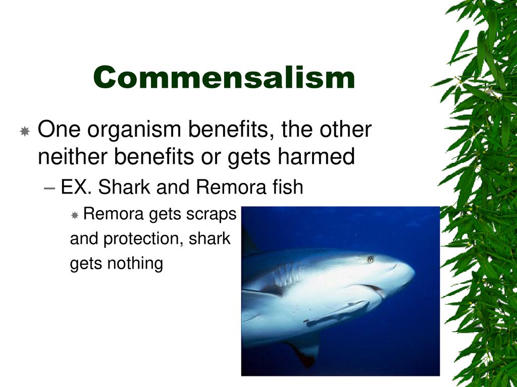 Ecology unit ppt download