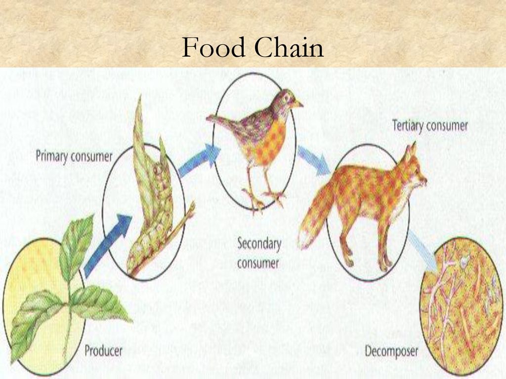 Principles of Ecology Ecology study of relationships between living Biology Diagrams