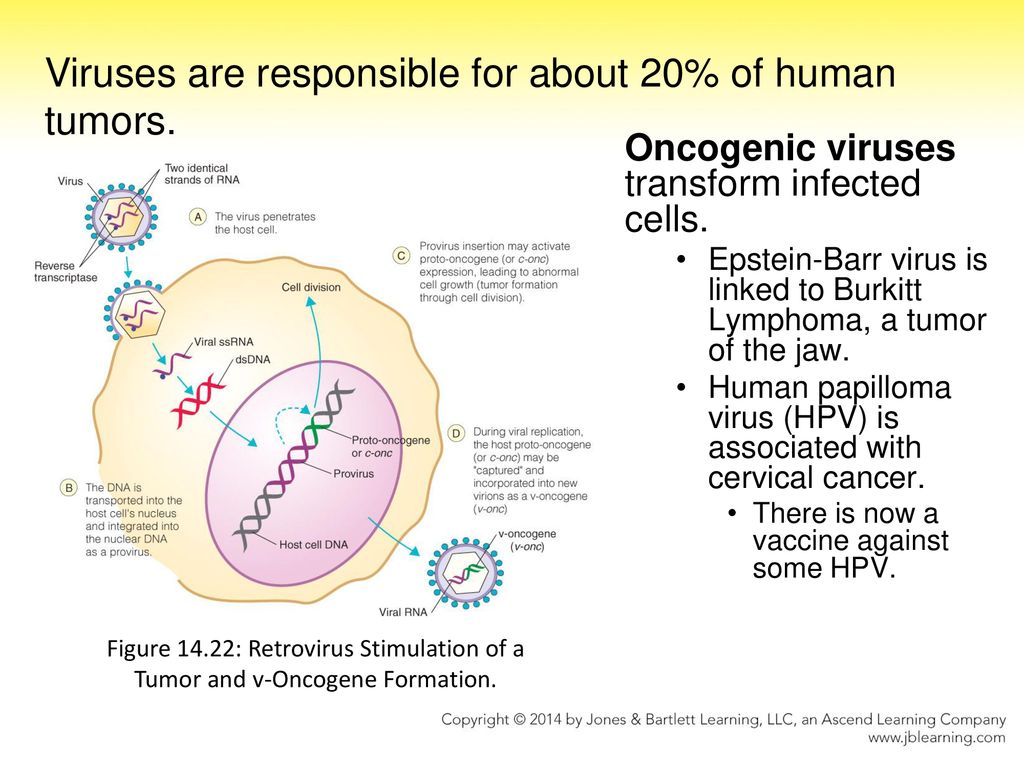 Orvosi-élettani Nobel-díj a HPV- és HIV-vírusokért