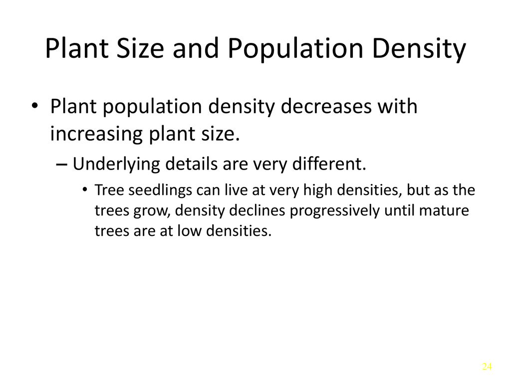 Plant Size and Population Density