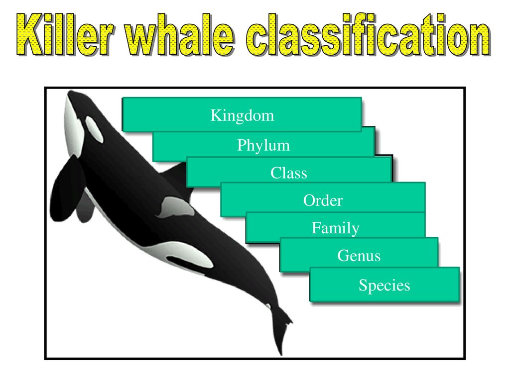 Classification History - ppt download