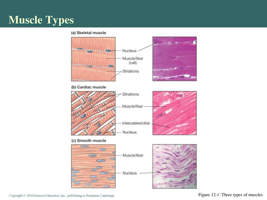Muscle Types Figure 12-1: Three types of muscles