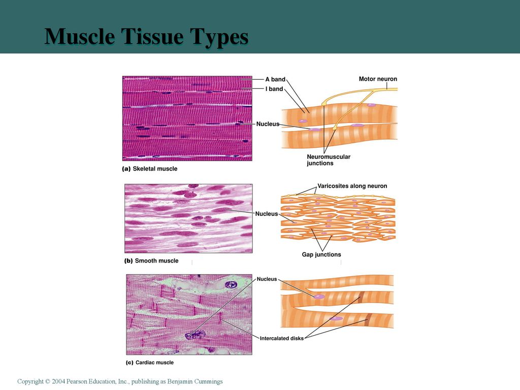 Muscle Tissue Types
