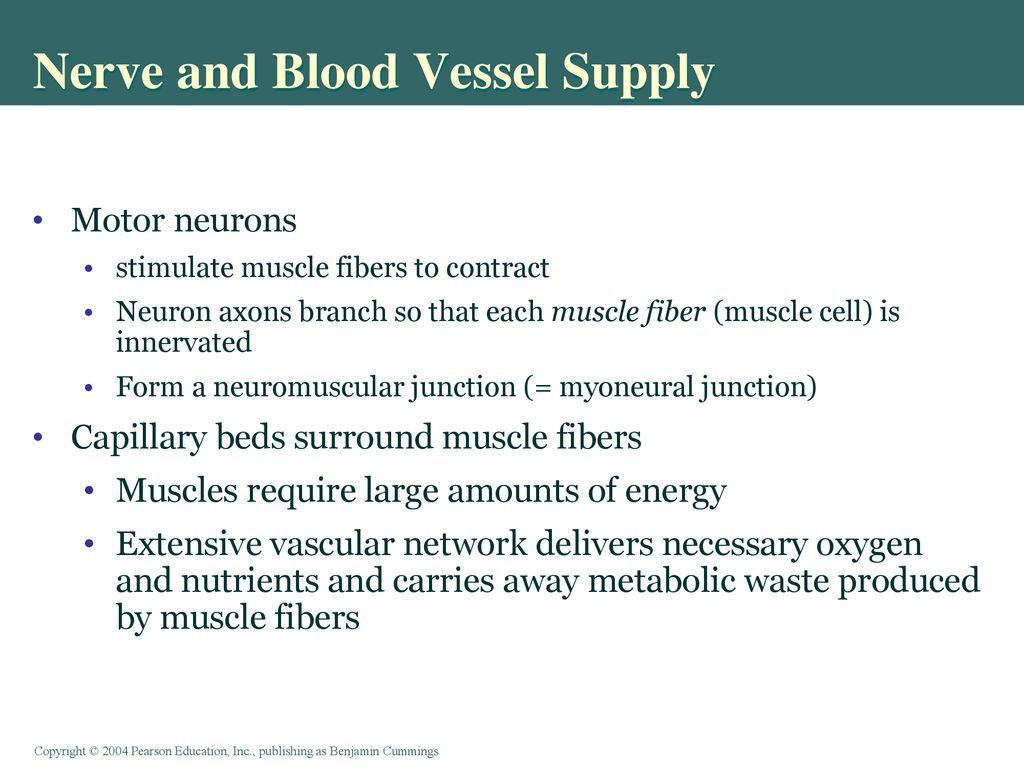 Nerve and Blood Vessel Supply