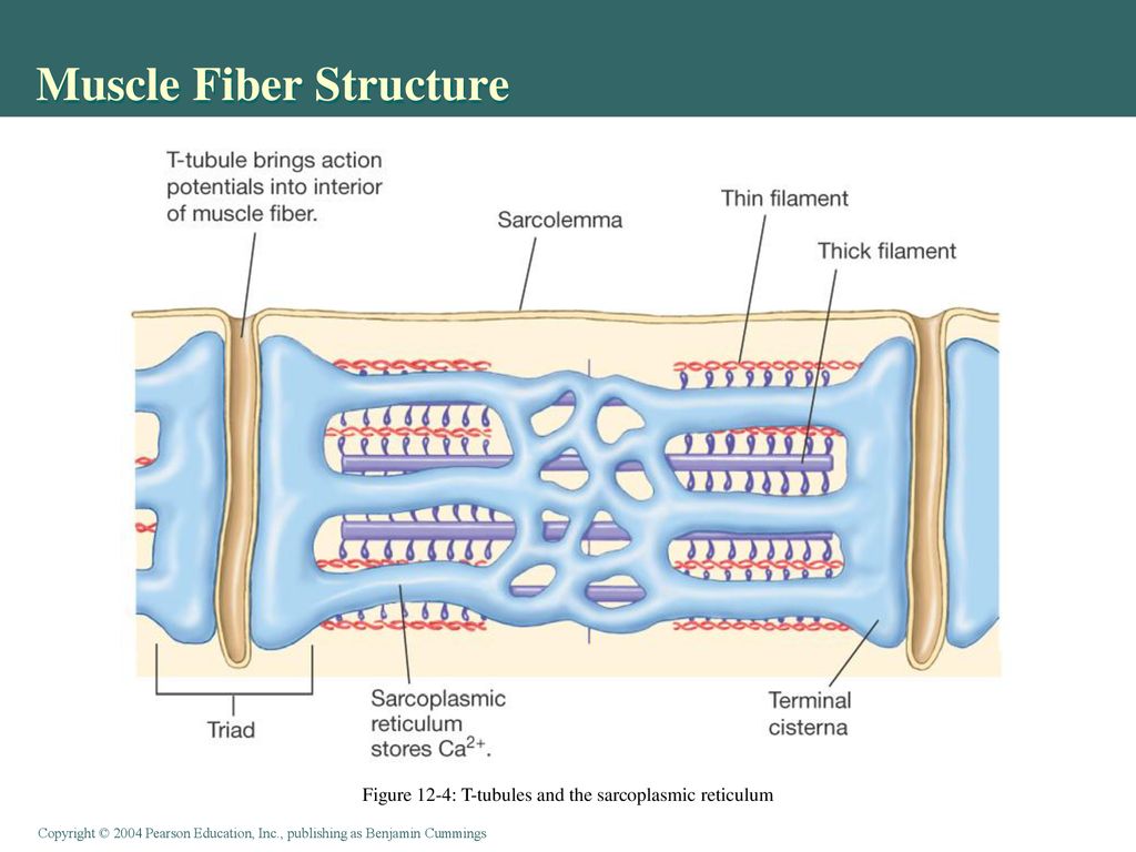 Muscle Fiber Structure