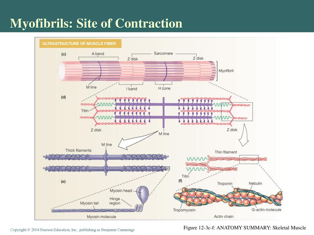 Myofibrils: Site of Contraction