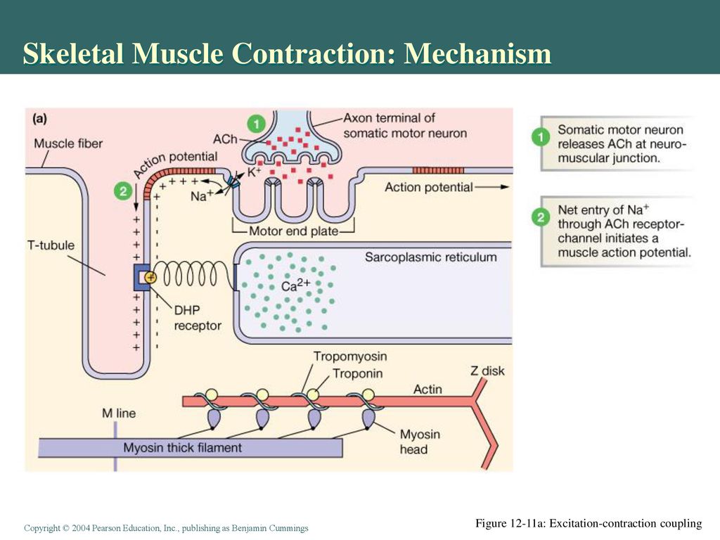 Skeletal Muscle Contraction: Mechanism