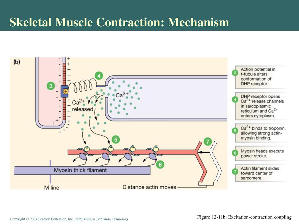 Skeletal Muscle Contraction: Mechanism