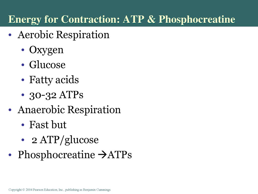 Energy for Contraction: ATP & Phosphocreatine