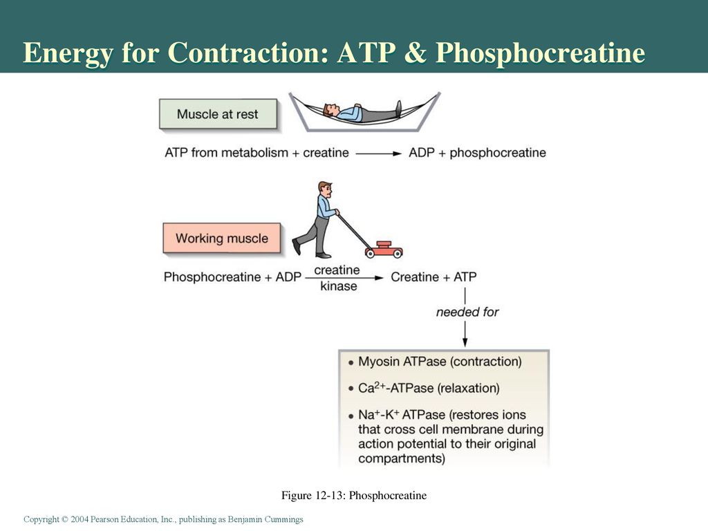 Energy for Contraction: ATP & Phosphocreatine