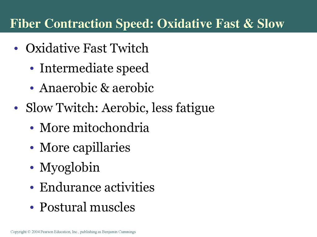 Fiber Contraction Speed: Oxidative Fast & Slow
