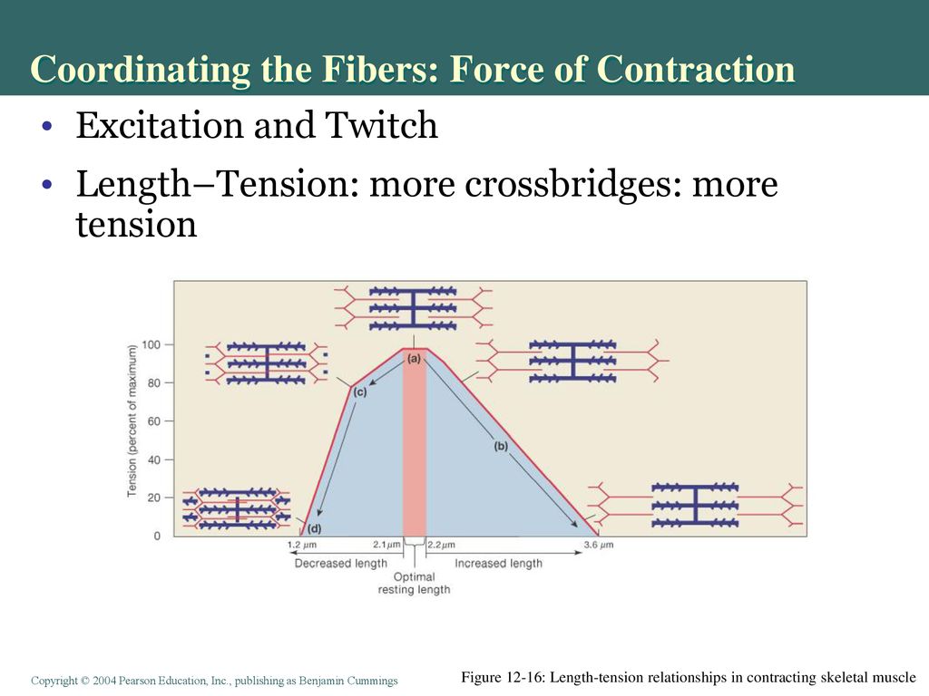 Coordinating the Fibers: Force of Contraction