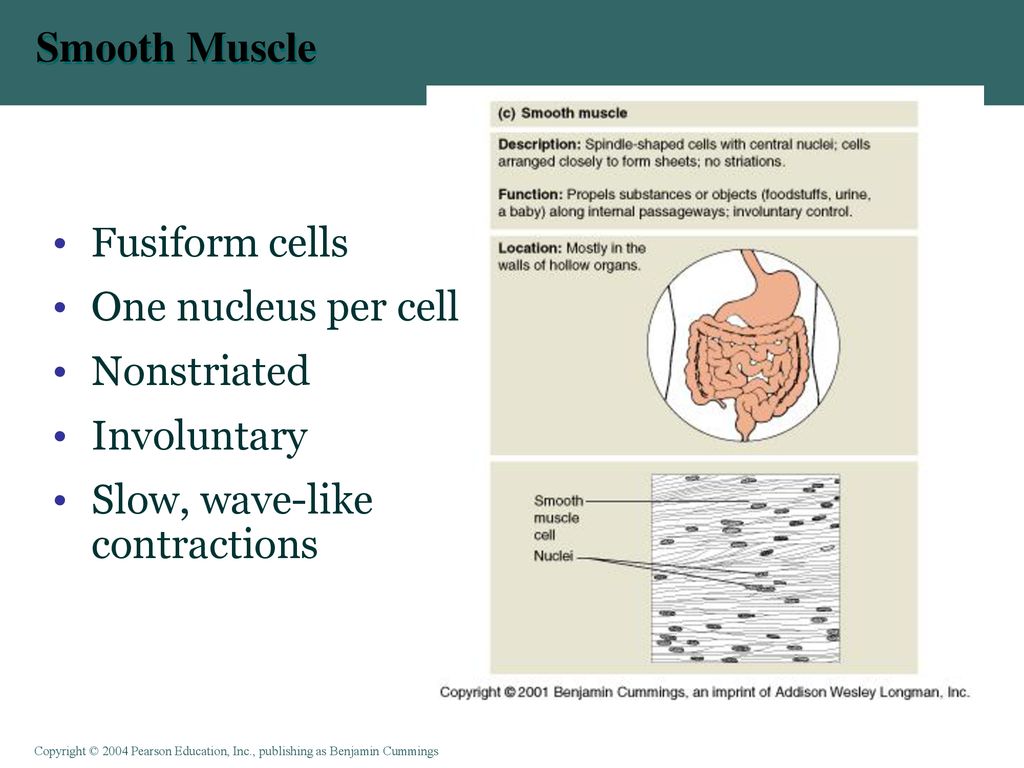 Smooth Muscle Fusiform cells One nucleus per cell Nonstriated