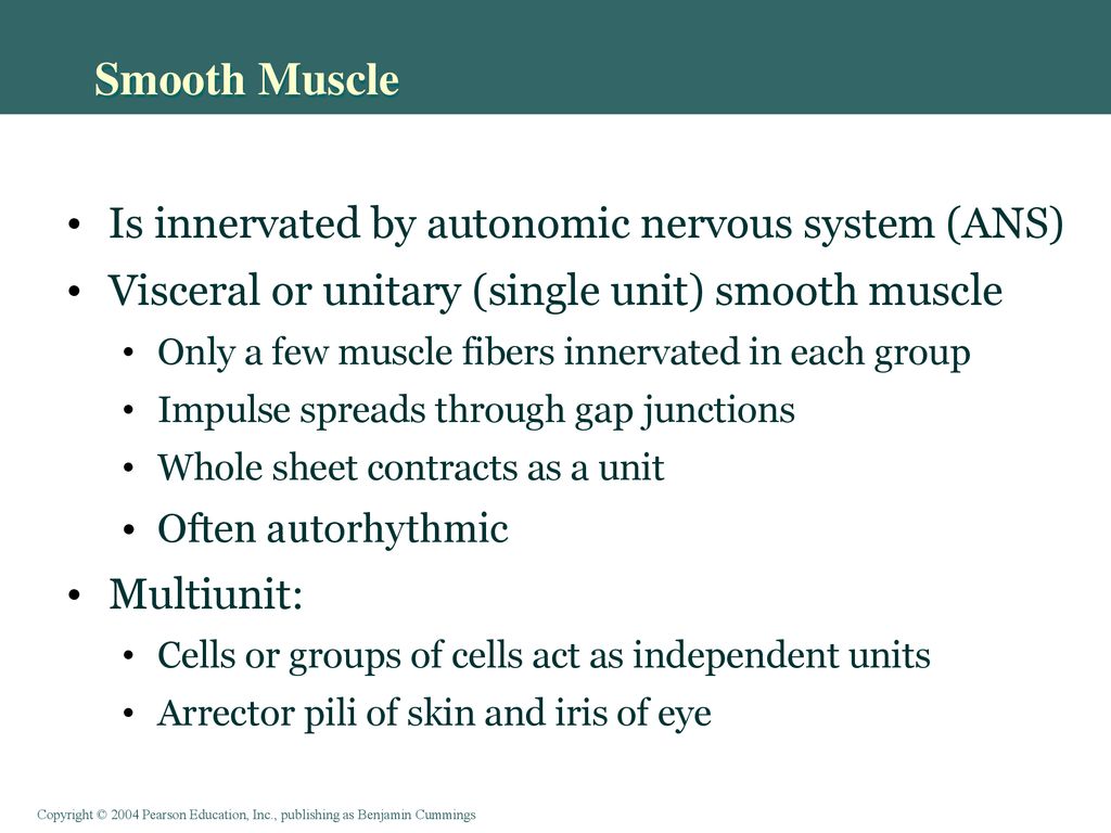 Smooth Muscle Is innervated by autonomic nervous system (ANS)