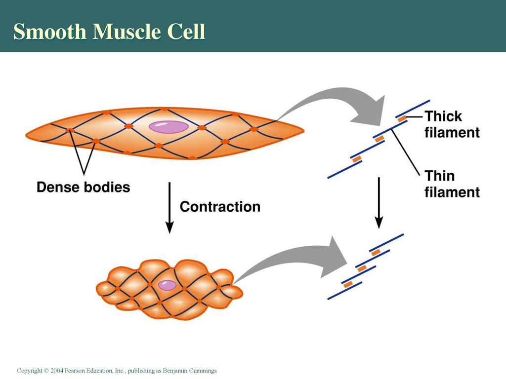 Smooth Muscle Cell