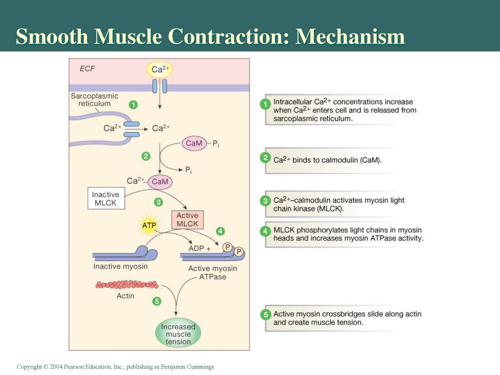 Smooth Muscle Contraction: Mechanism