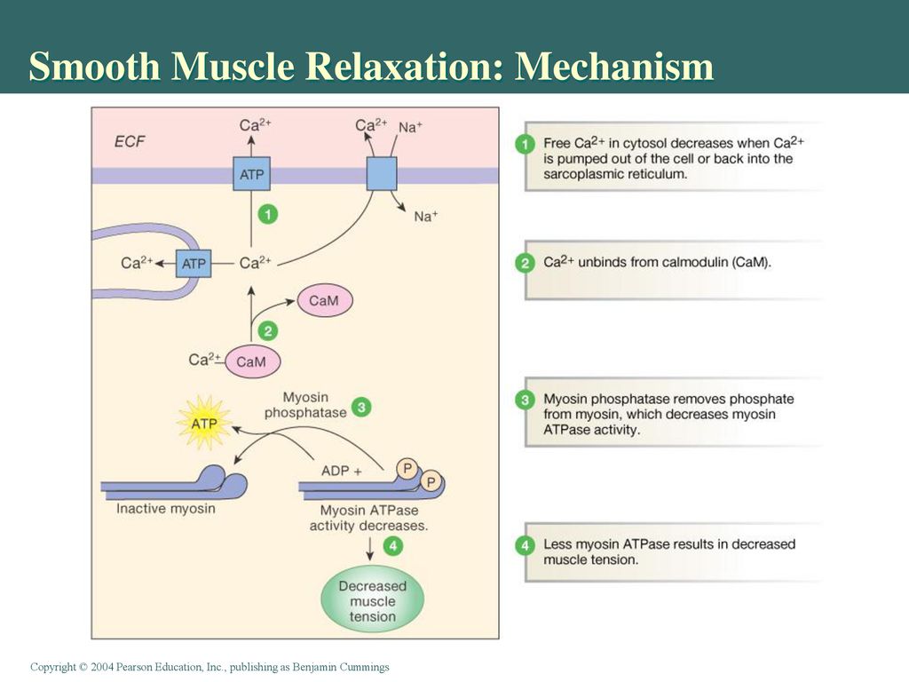 Smooth Muscle Relaxation: Mechanism